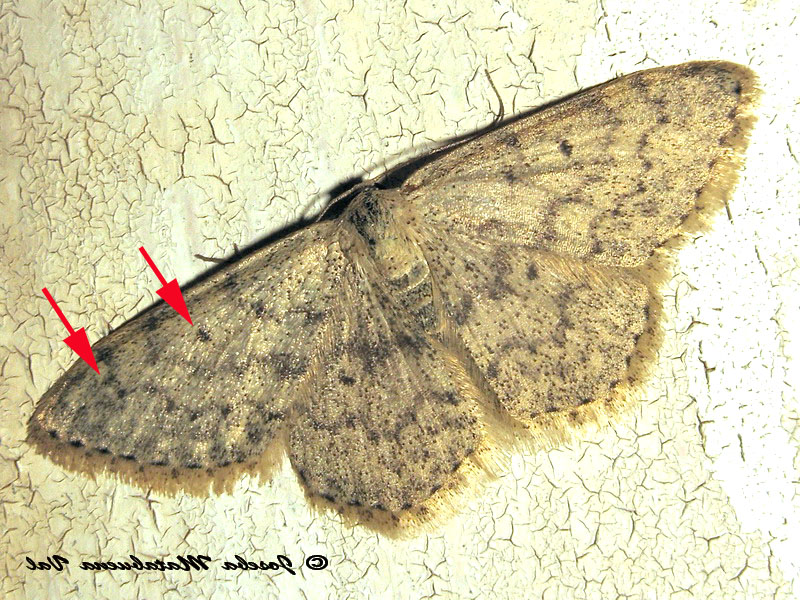 Geometridae 2 da id: Scopula (Calothysanis) marginepunctata